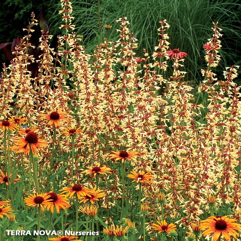 Agastache Summer Glow (Plant habit)