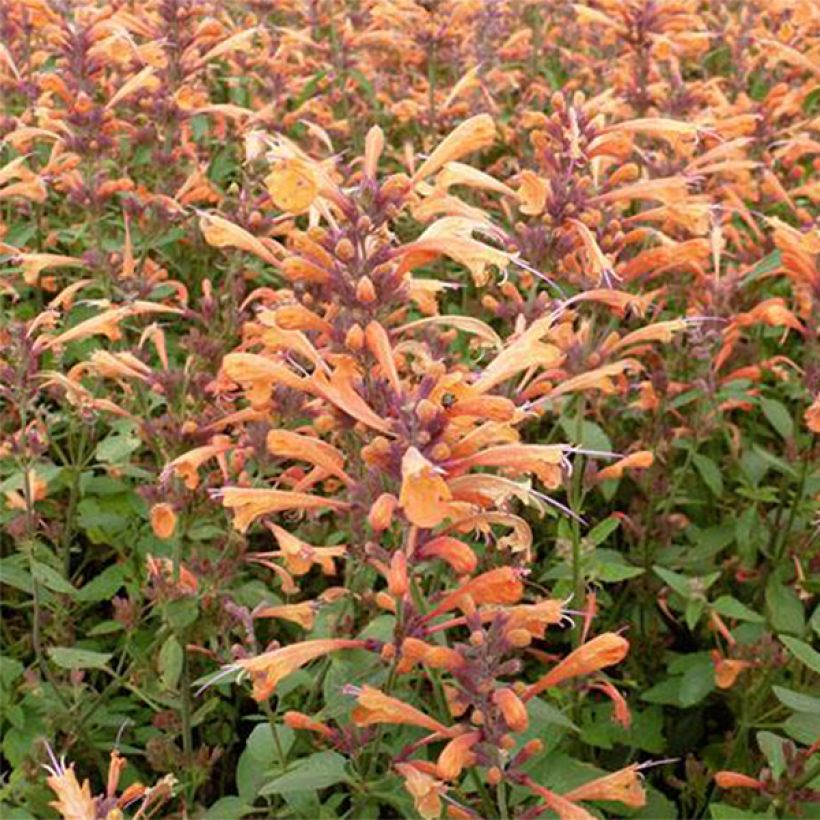 Agastache Summer Sunset (Flowering)