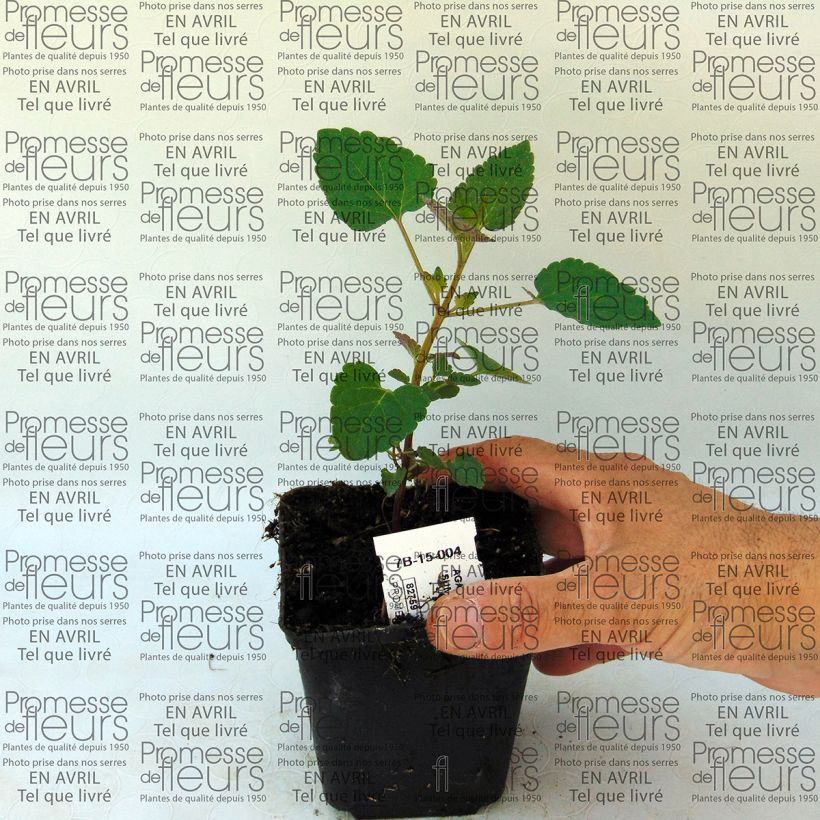 Example of Agastache Summer Sunset 8/9 cm pot specimen as delivered
