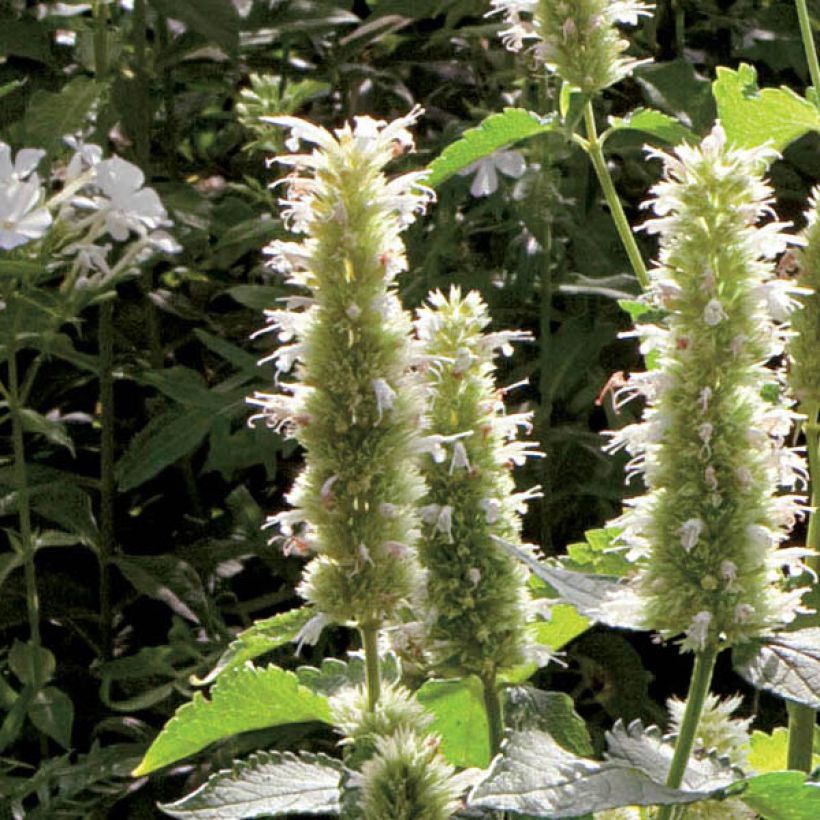 Agastache rugosa Alabaster (Flowering)