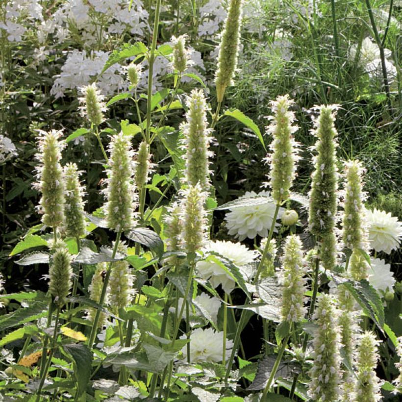 Agastache rugosa Alabaster (Plant habit)