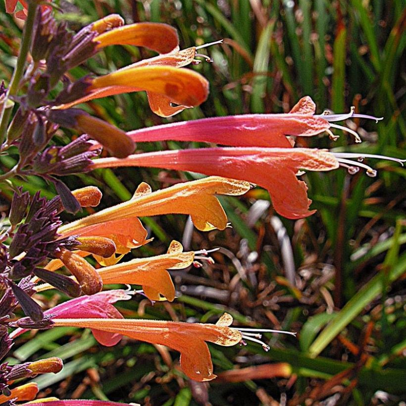 Agastache aurantiaca Tango (Flowering)