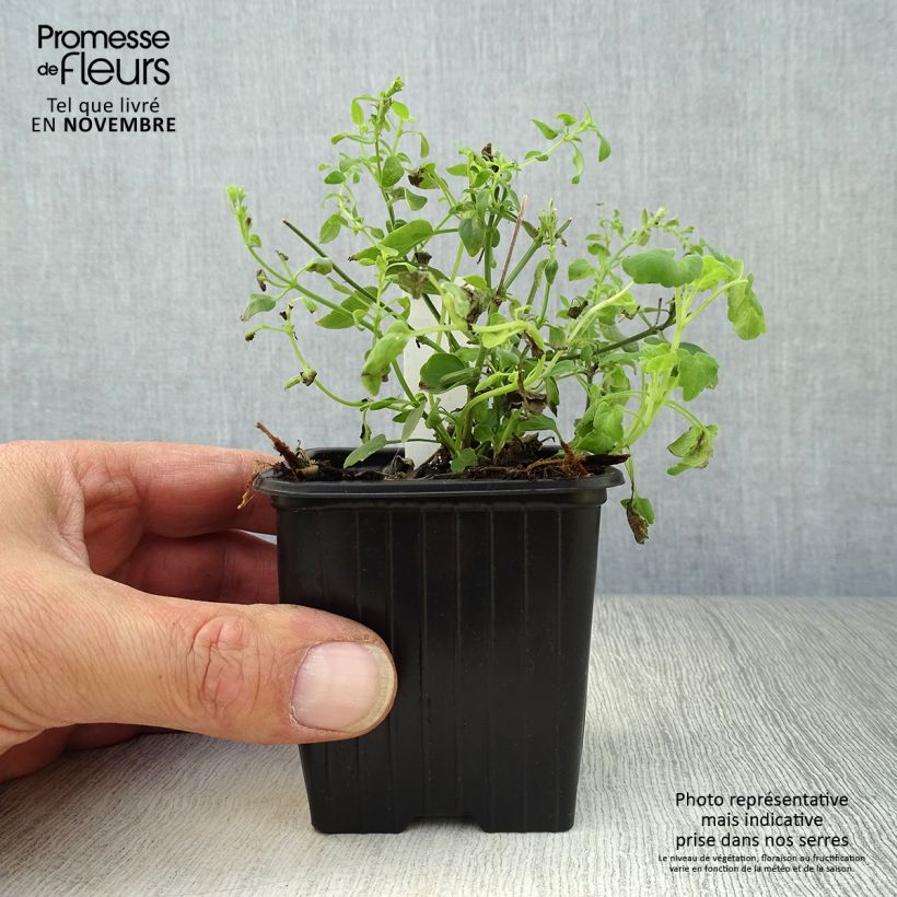 Agastache aurantiaca Tango 8/9 cm pot sample as delivered in autumn