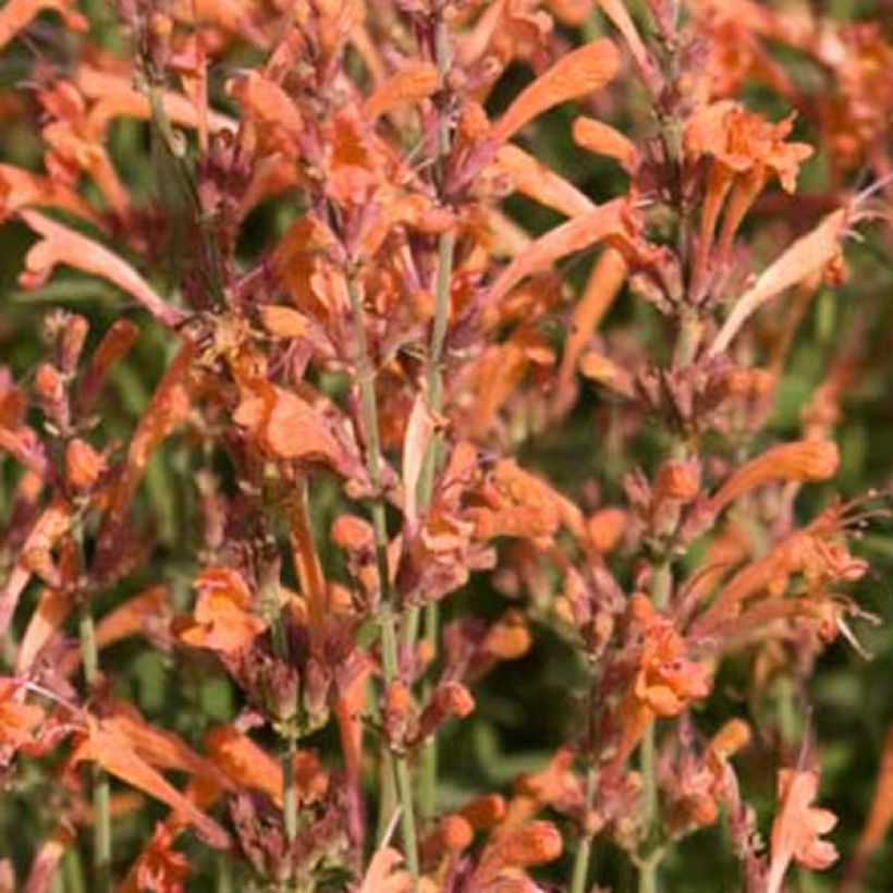 Agastache barberi Firebird (Flowering)