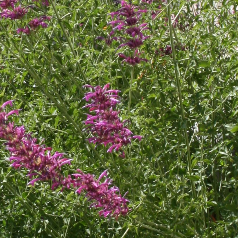 Agastache cana  (Foliage)