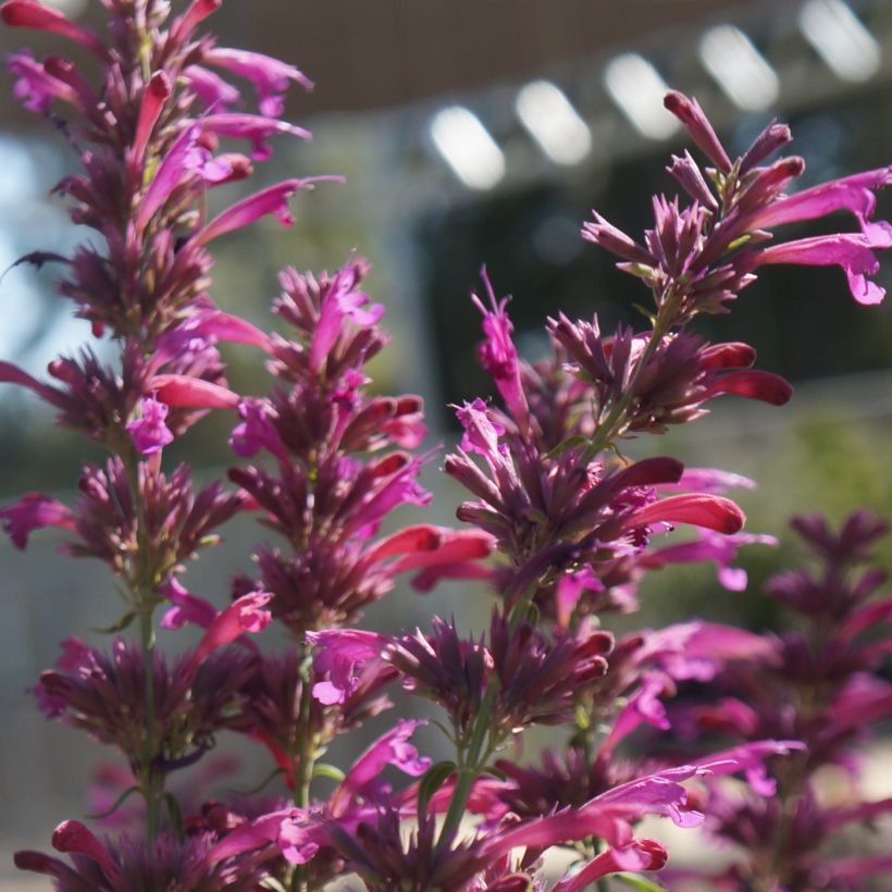 Agastache cana  (Flowering)