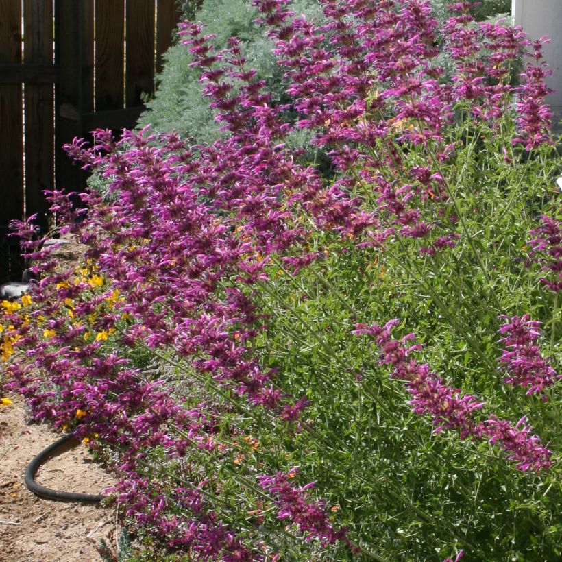 Agastache cana  (Plant habit)