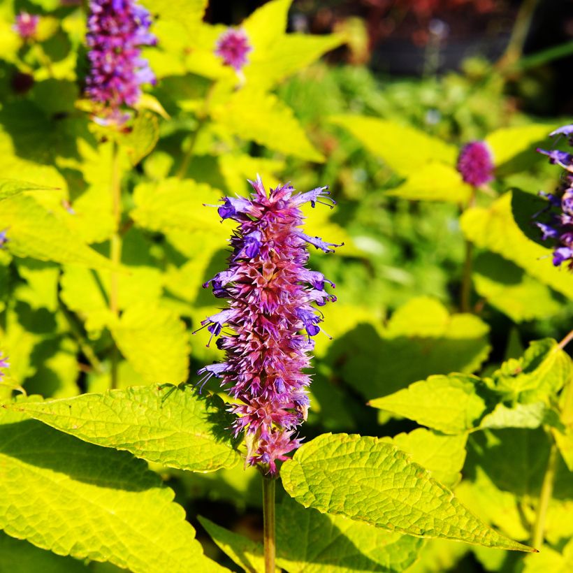 Agastache foeniculum Golden Jubilee (Flowering)