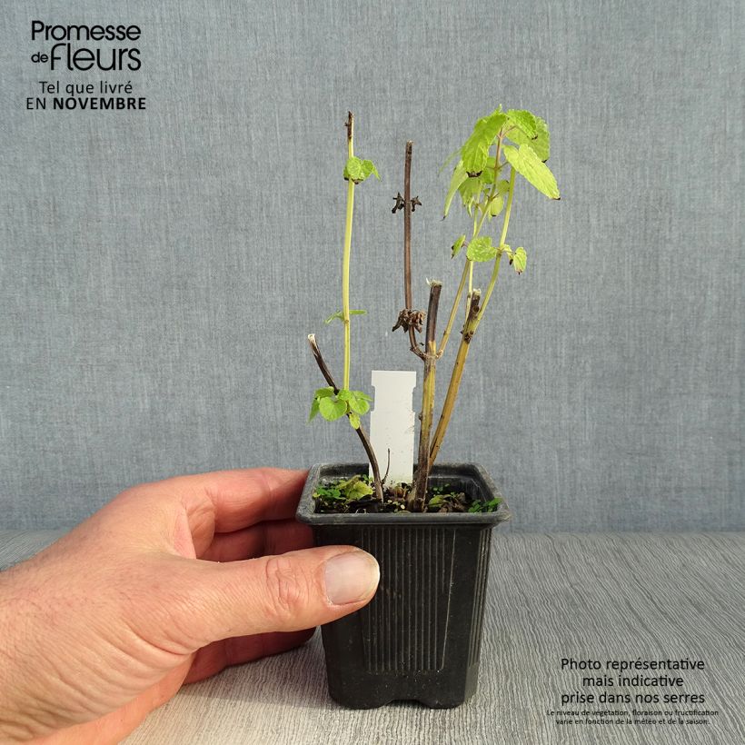 Agastache foeniculum Golden Jubilee 7/8 cm pot sample as delivered in autumn