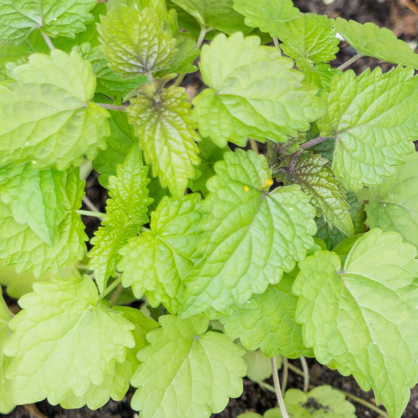 Agastache foeniculum (anisata)  (Foliage)