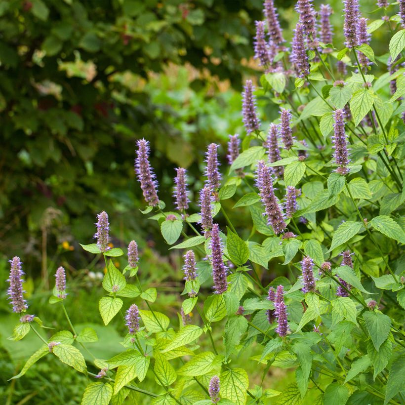 Agastache foeniculum (anisata)  (Plant habit)