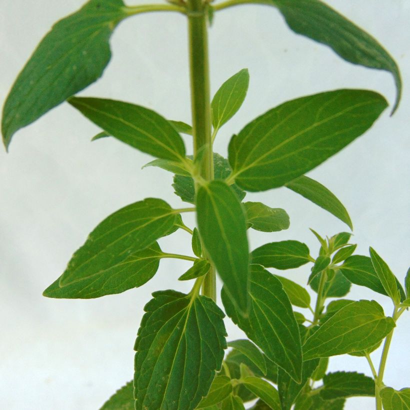 Agastache mexicana Red Fortune (Foliage)