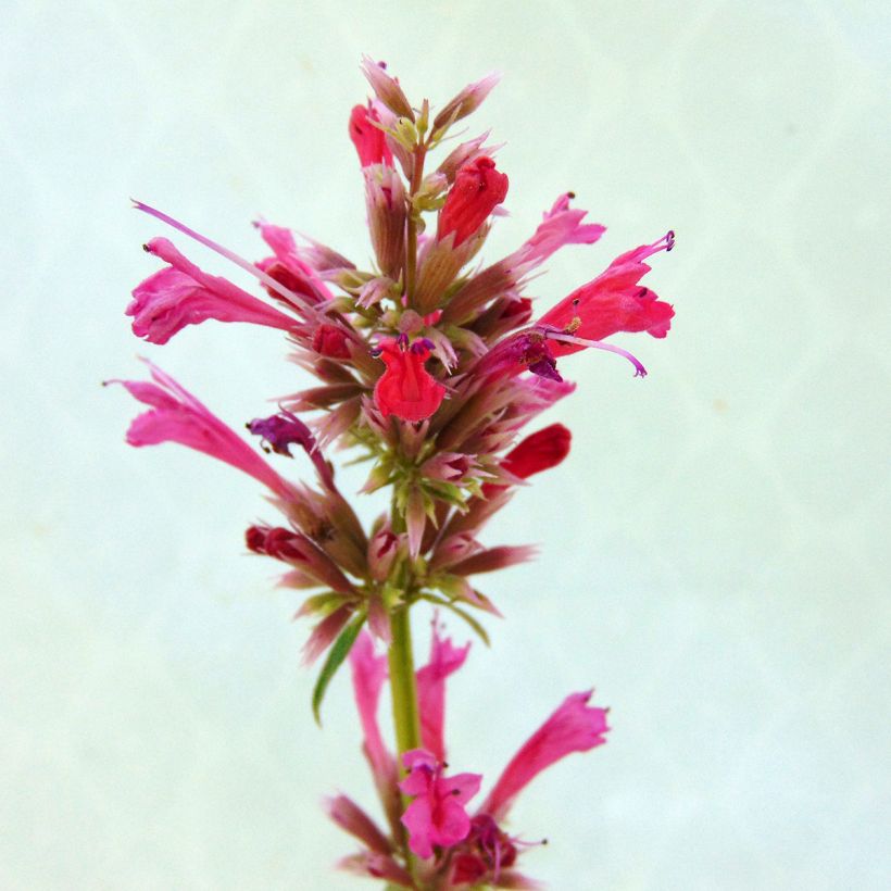 Agastache mexicana Red Fortune (Flowering)