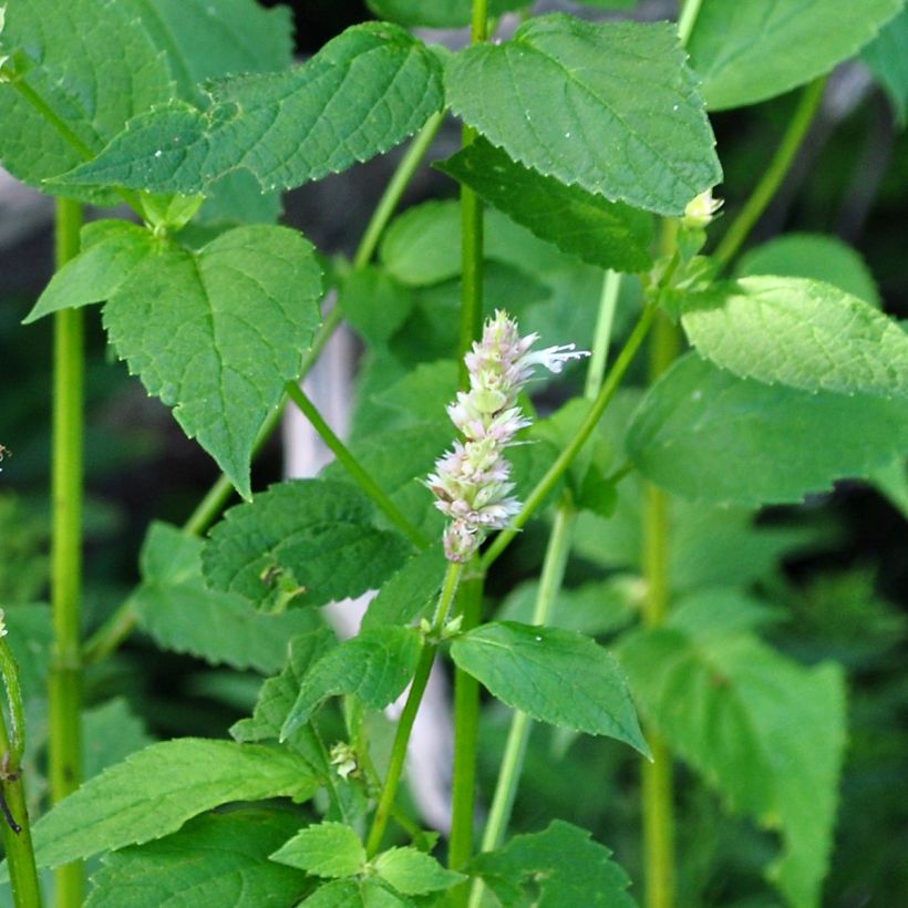 Agastache nepetoides Fuji no Yuki (Foliage)