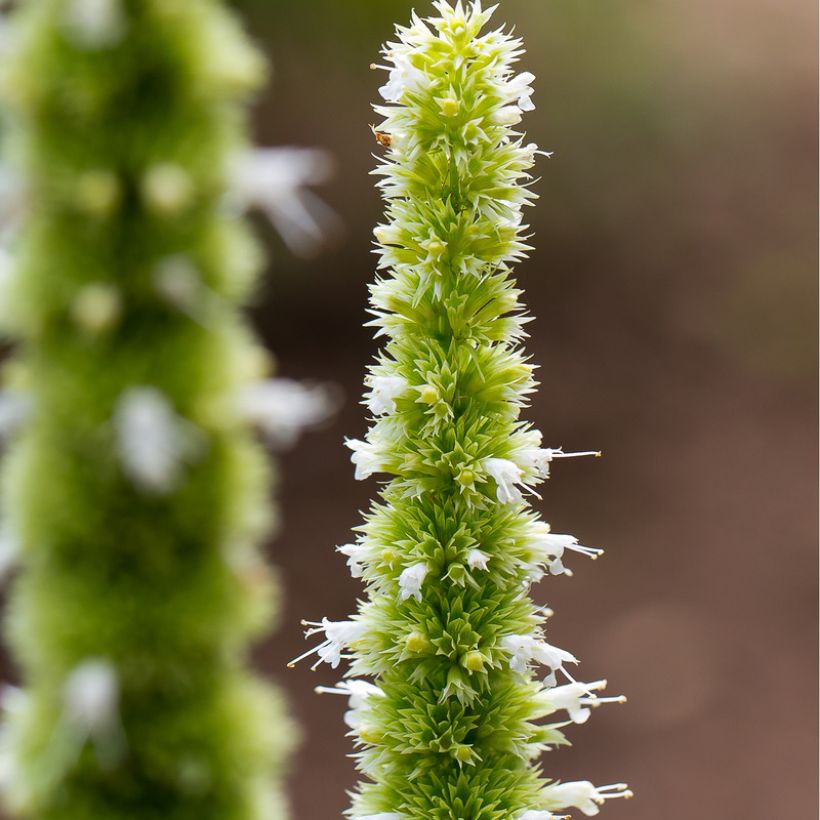 Agastache nepetoides Fuji no Yuki (Flowering)