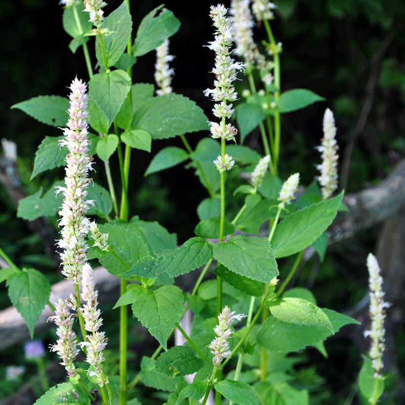 Agastache nepetoides Fuji no Yuki (Plant habit)