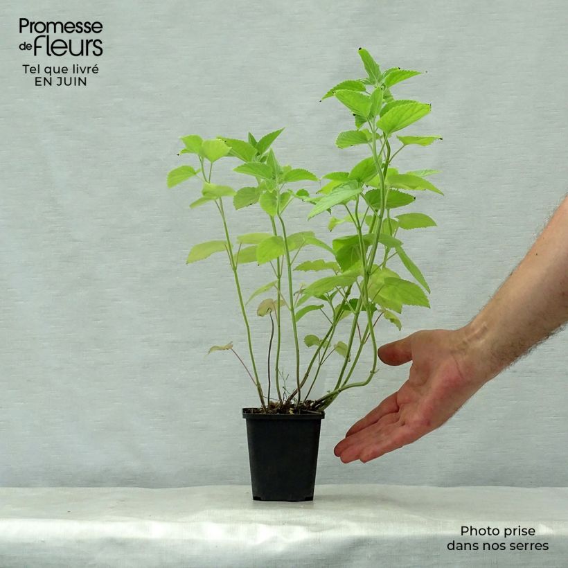Agastache nepetoides Fuji no Yuki 8/9 cm pot sample as delivered in summer