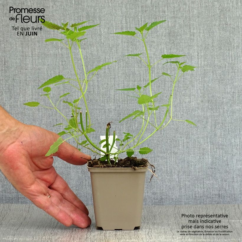 Agastache rugosa After Eight  8/9 cm pot sample as delivered in summer