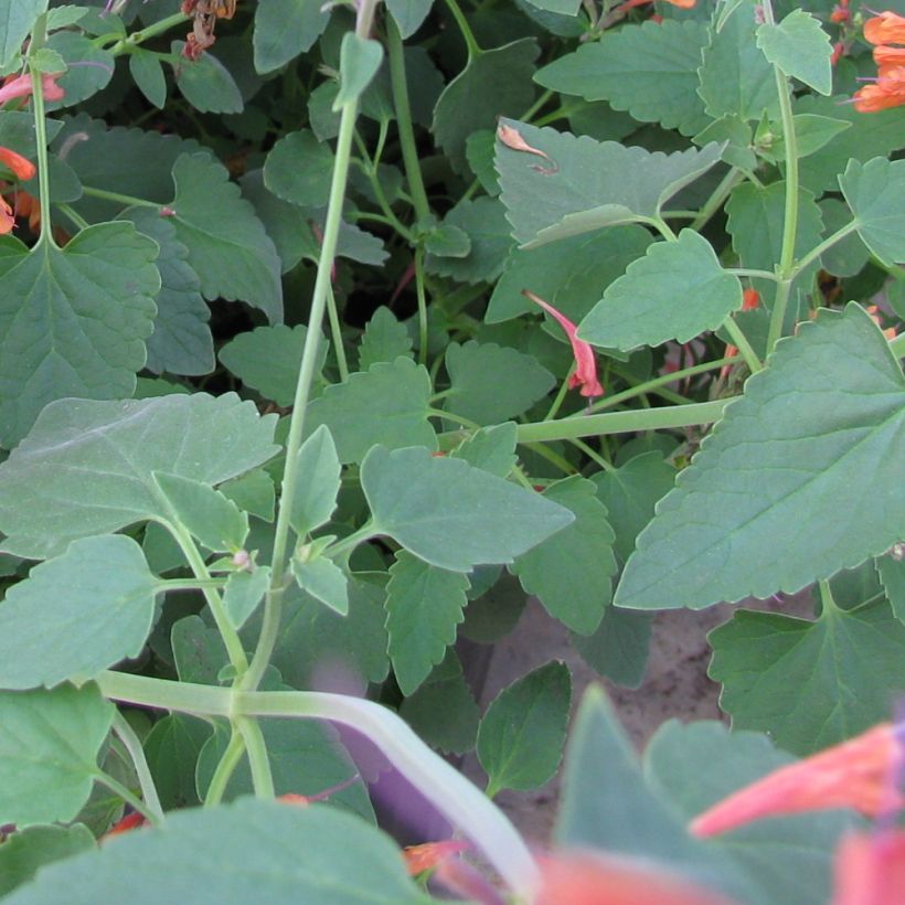 Agastache rupestris  (Foliage)