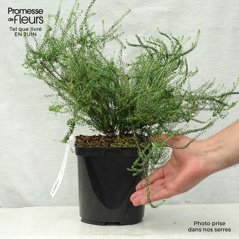 Agathosma capensis - Buchu du Cap Pot de 2L/3L sample as delivered in summer
