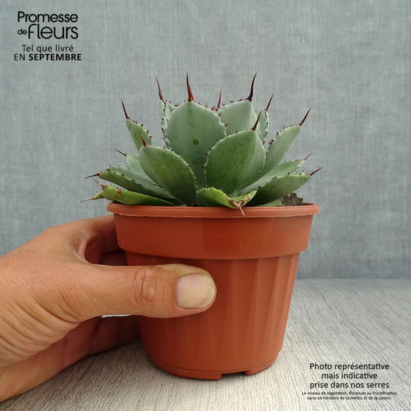 Agave Kichijokan 12cm pot sample as delivered in autumn