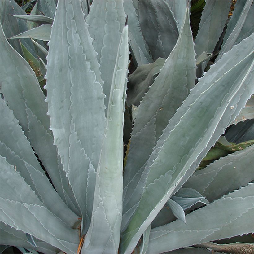 Agave americana (Foliage)