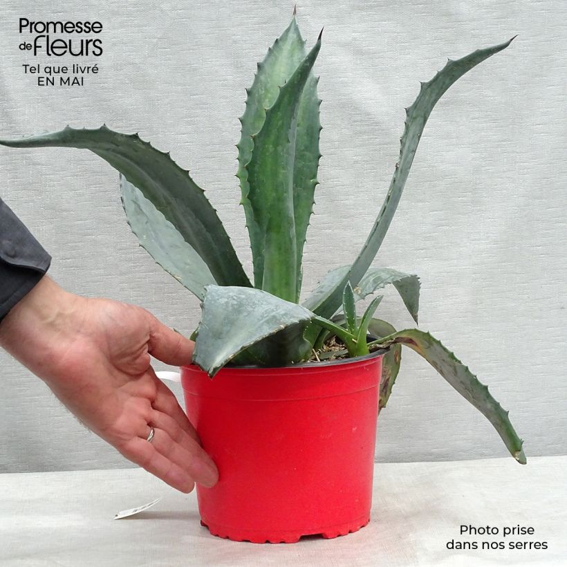 Agave americana sample as delivered in spring