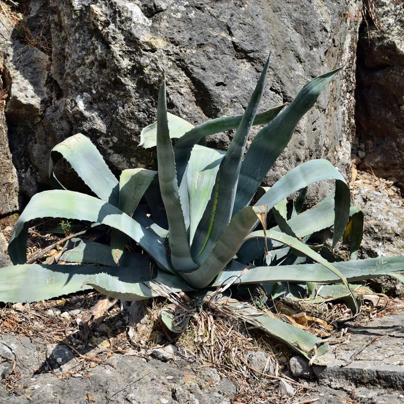 Agave americana (Plant habit)