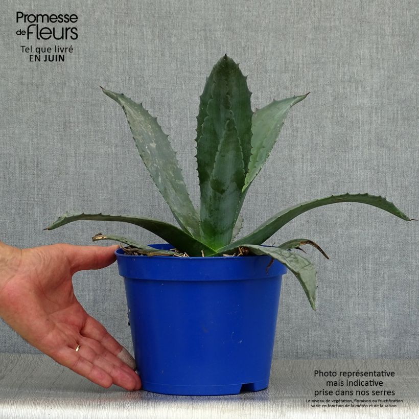 Agave americana 2L/3L pot sample as delivered in summer