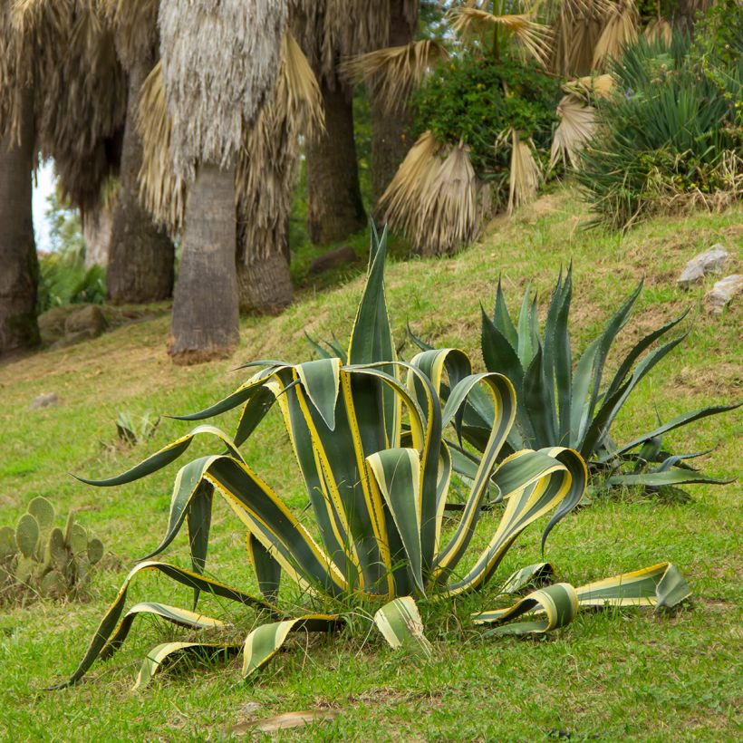 Agave americana Variegata - American Agave (Plant habit)