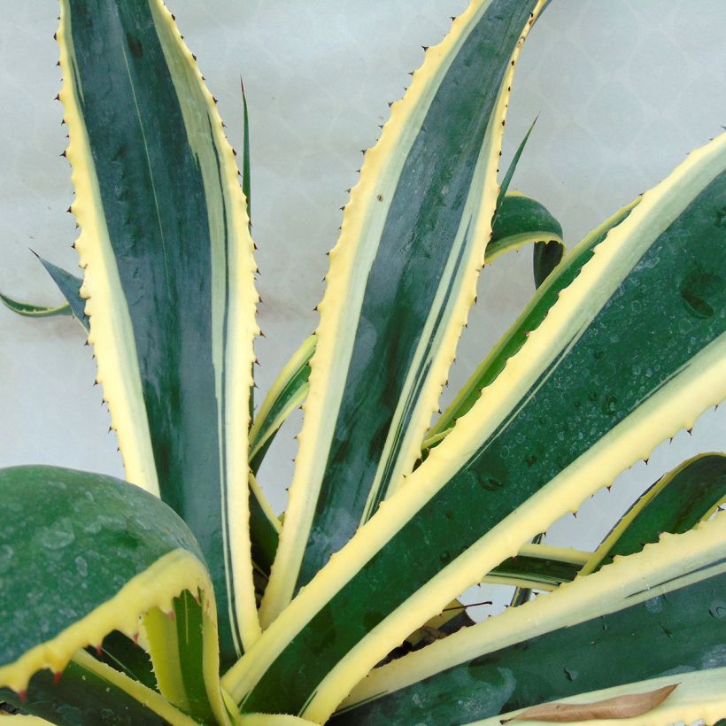 Agave americana Variegata - American Agave (Flowering)