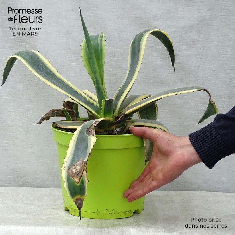 Agave americana Variegata - American Agave sample as delivered in spring