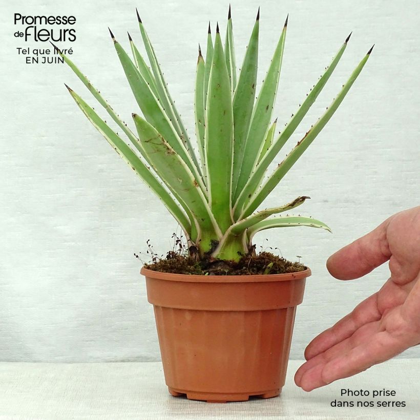 Agave angustifolia Marginata 12cm pot sample as delivered in summer