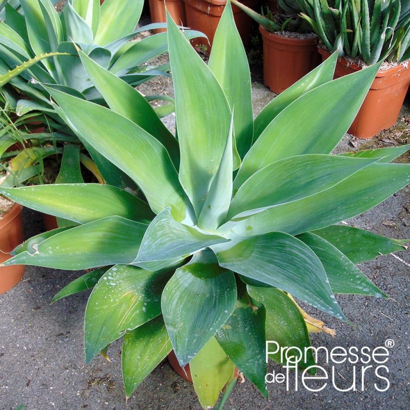 Agave attenuata (Foliage)