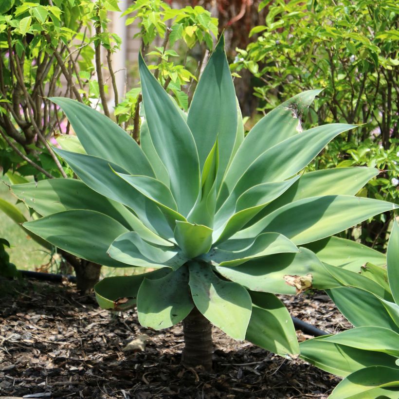 Agave attenuata (Plant habit)