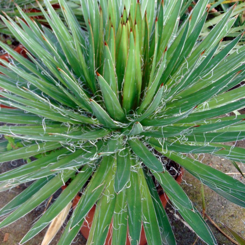 Agave filifera (Foliage)