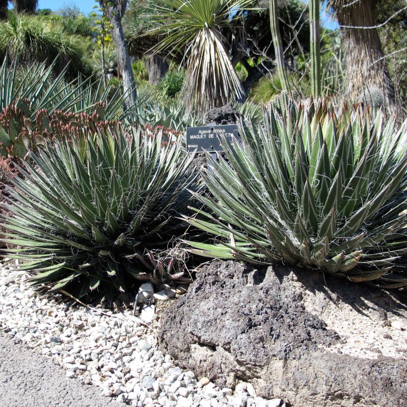 Agave filifera (Plant habit)