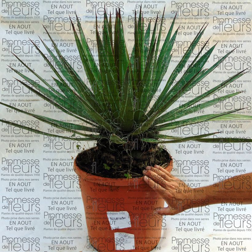 Example of Agave filifera specimen as delivered