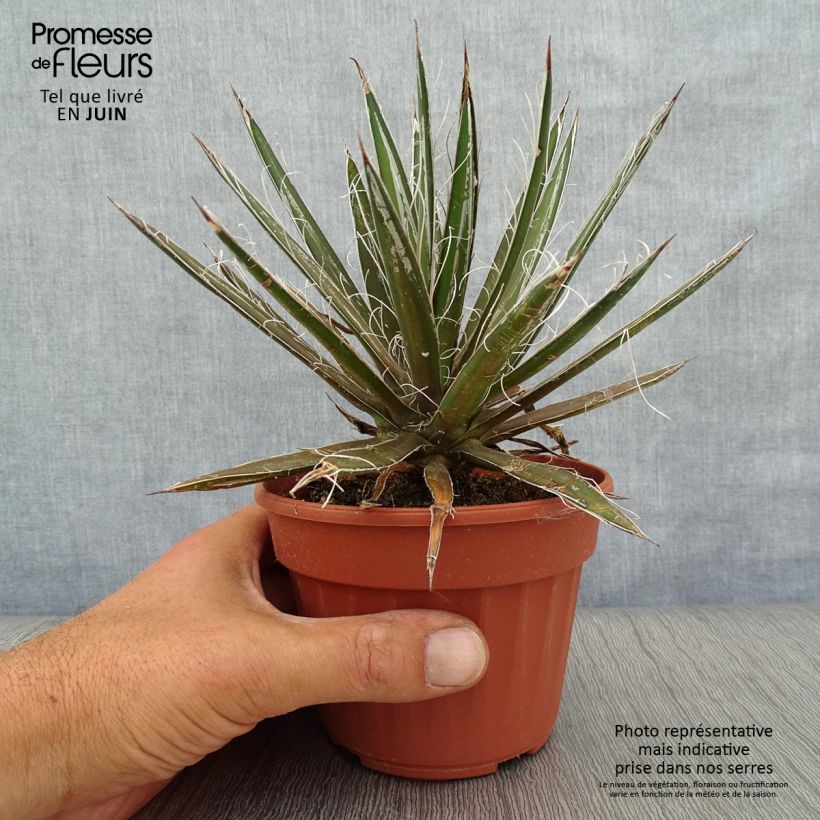 Agave filifera 12cm pot sample as delivered in summer