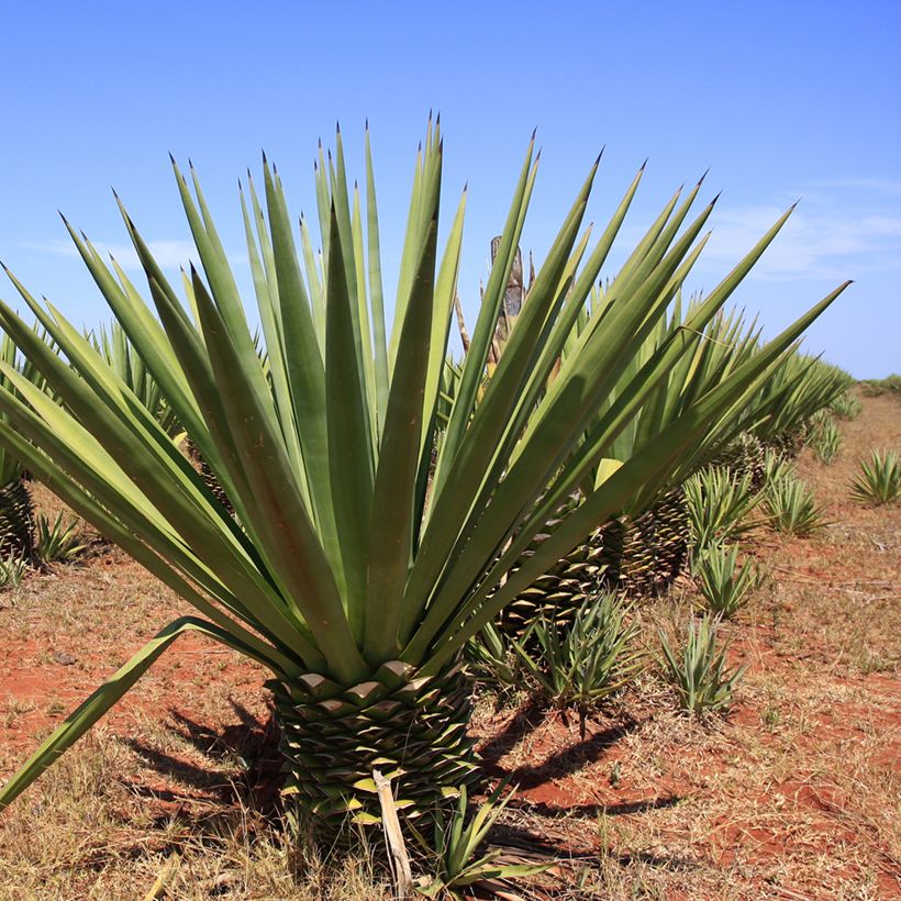 Agave fourcroydes - Henequen (Plant habit)