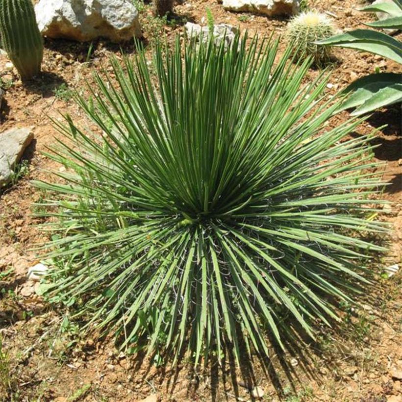 Agave geminiflora (Plant habit)