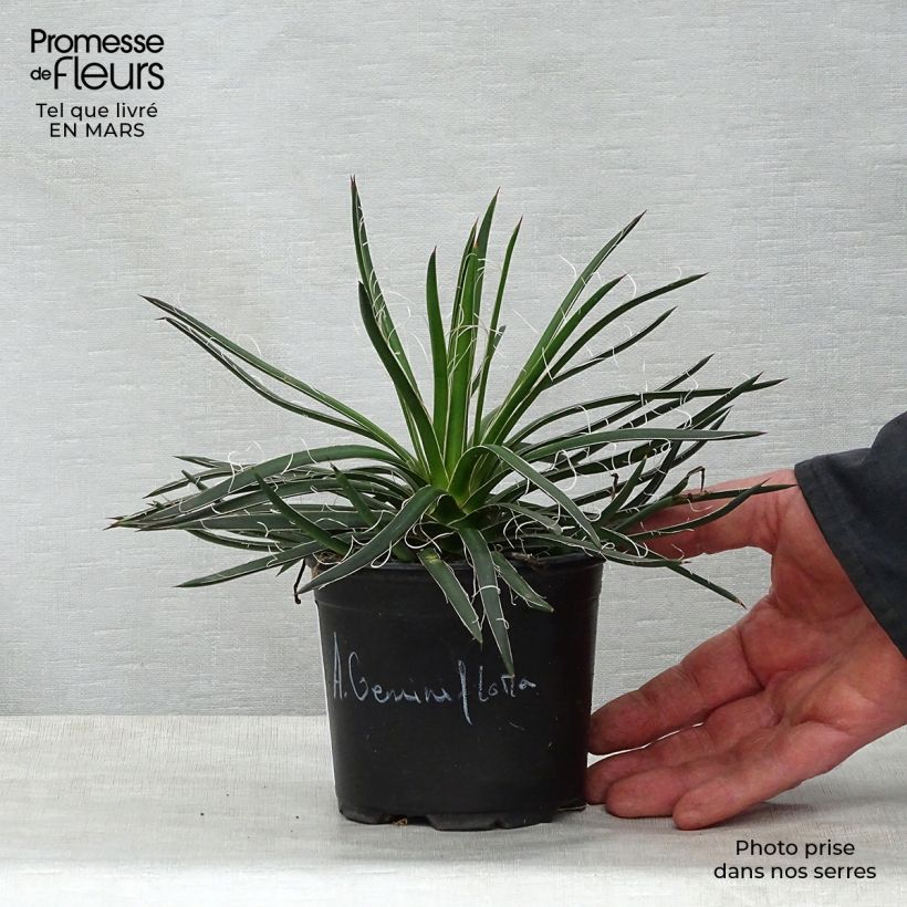 Agave geminiflora 12cm pot sample as delivered in spring
