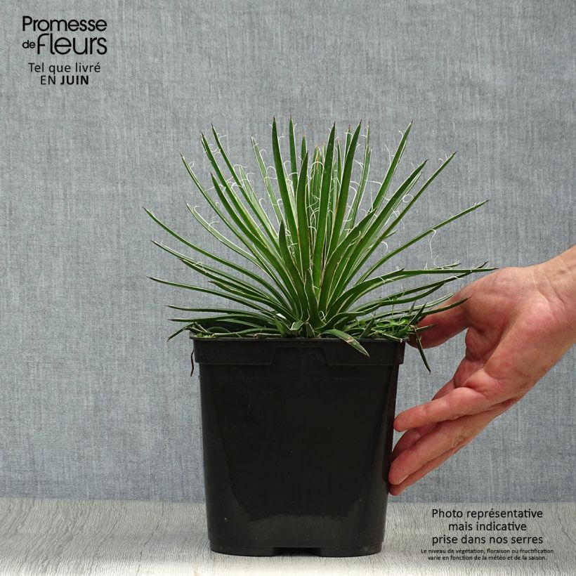 Agave geminiflora 2L/3L pot sample as delivered in summer