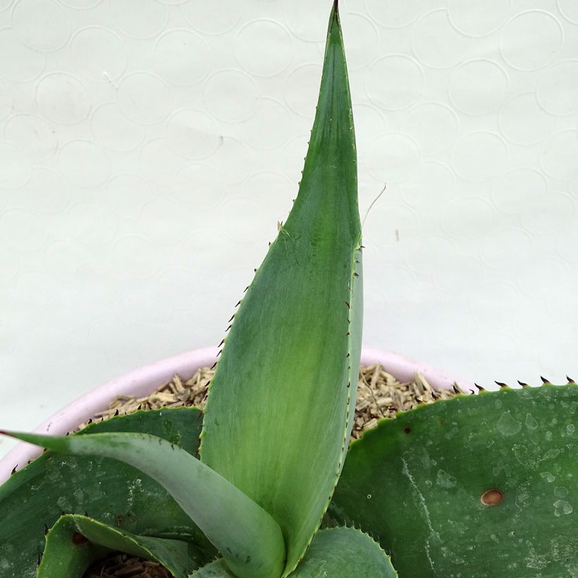 Agave guiengola (Foliage)