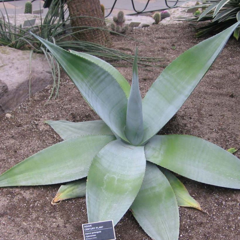 Agave guiengola (Plant habit)