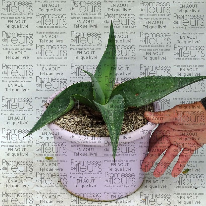 Example of Agave guiengola specimen as delivered