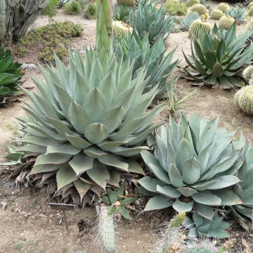 Agave havardiana (Plant habit)