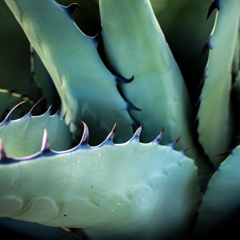 Agave havardiana (Foliage)