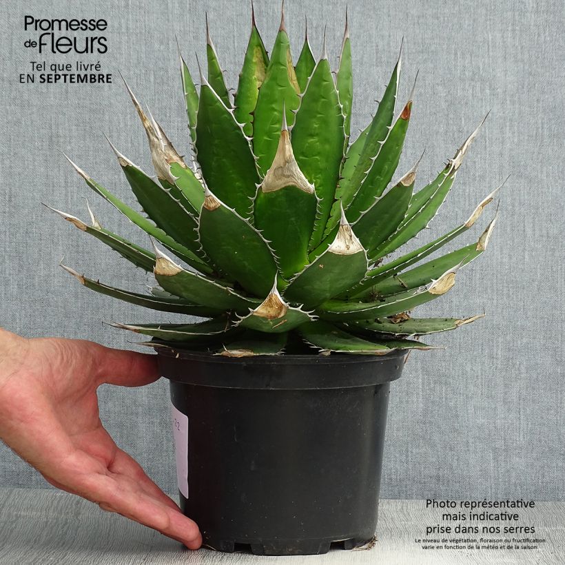 Agave horrida 3L/4L pot sample as delivered in summer