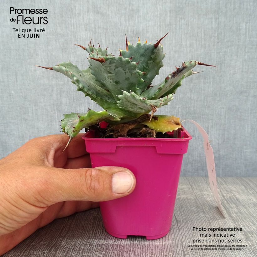 Agave isthmensis 10cm/11cm pot sample as delivered in summer